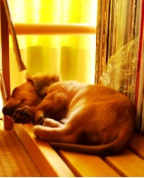 すやすやまめちゃん