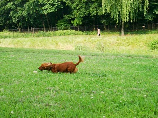 ボールに追いつくぞ