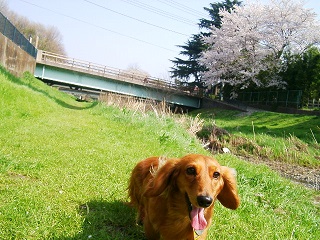 たくさん歩くよ