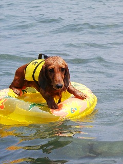 浮き輪だって上手に乗るんだ