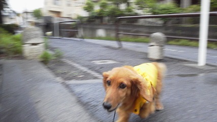 雨の日だって楽しいんだ